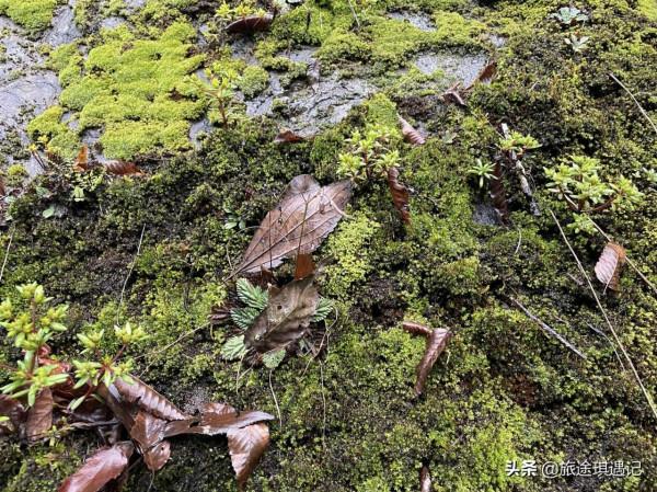 國內兩條小眾自駕路線，穿梭在原始森林之中，遨遊在歷史的海洋裡
