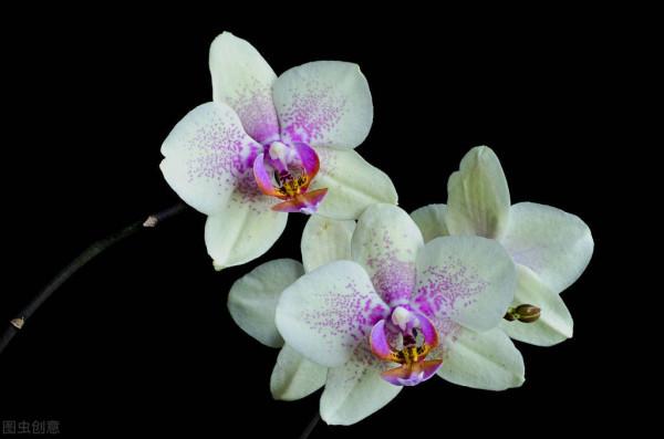 蘭花的根要怎麼養？做好這“5步”，蝴蝶蘭的根多又壯，年年開花