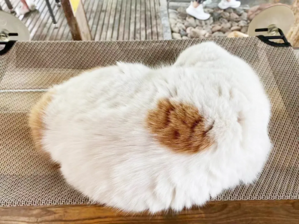 第二彈！終於攢夠了一波“可愛”照片