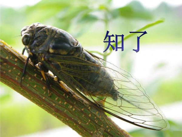 蟬的別名叫“蠽蟟”