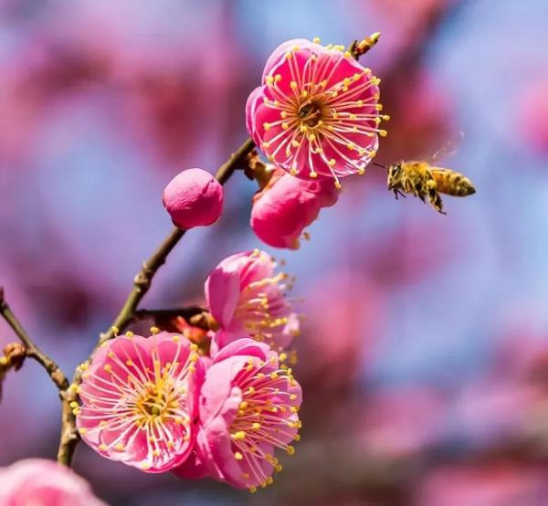 明日立冬，送你一組梅花圖，一首詩詞，願閤家團圓過暖冬