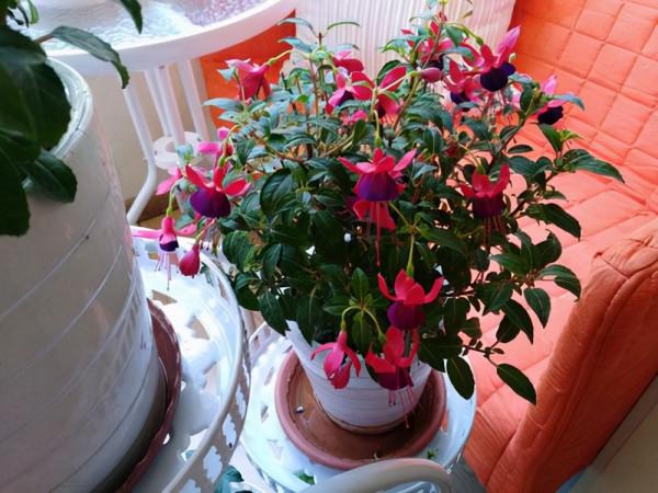 家裡光照少,可以養12種“陰性花”,“半陰地”更利於生長 家裡光照少,可以養12種“陰性花”,“半陰地”更利於生長