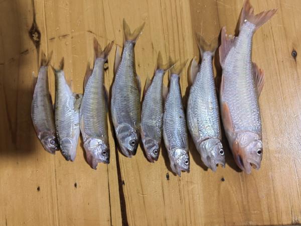 準備倉促確有意外驚喜，探釣之行忠愛橋