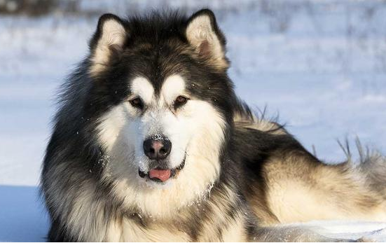 阿拉斯加犬這些怪癖,並不是貪玩,而是缺“元素”了 阿拉斯加犬這些怪癖,並不是貪玩,而是缺“元素”了