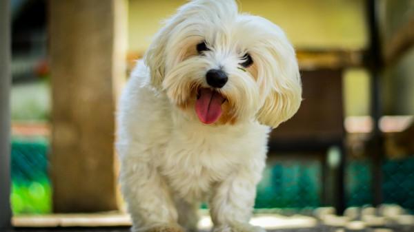 這16種狗,就算過敏人士也能養 這16種狗,就算過敏人士也能養