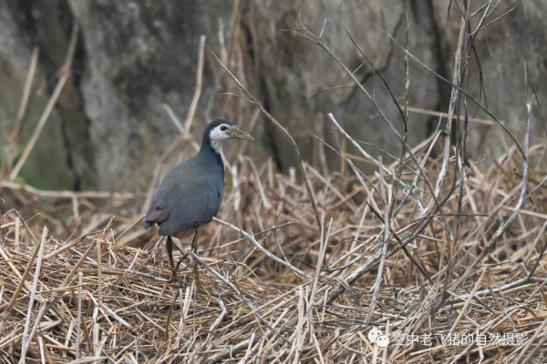 一劍封喉——新機OM-1拍鳥深度測評