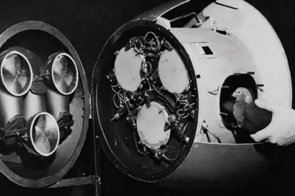 藍孔雀——英國戰術核武器專案的開發代號