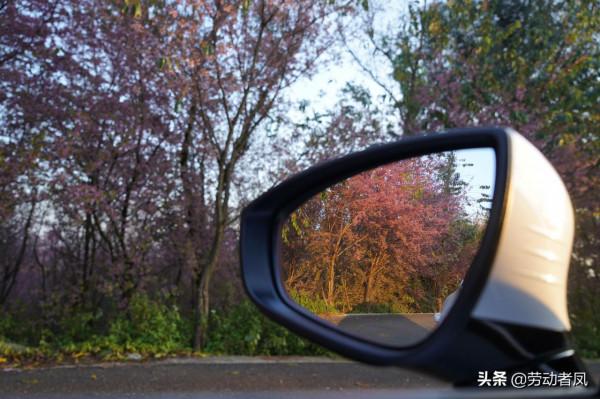 《小鳳用車生活》櫻花盛開，駕車自來