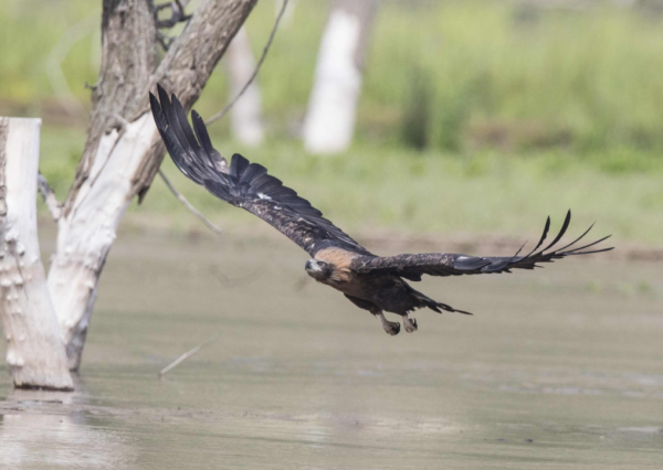 非洲天空霸主非洲冕雕,和水上王者玉帶海雕,兩者誰更耀眼? 非洲天空霸主非洲冕雕,和水上王者玉帶海雕,兩者誰更耀眼?