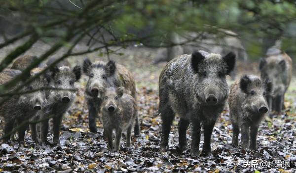 中國野豬超百萬頭,區域性氾濫仍要保護,這麼多野豬該怎麼處理? 中國野豬超百萬頭,區域性氾濫仍要保護,這麼多野豬該怎麼處理?