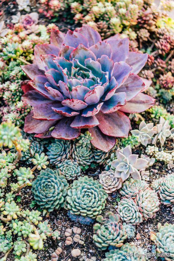 多肉常見問題：化水、黑腐、病蟲害，大家發圖，我來診斷和治療