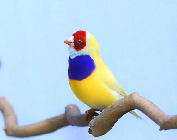 分享一組美麗的七彩文鳥