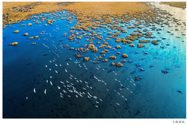 圍觀！省媒報紙整版報道升金湖候鳥