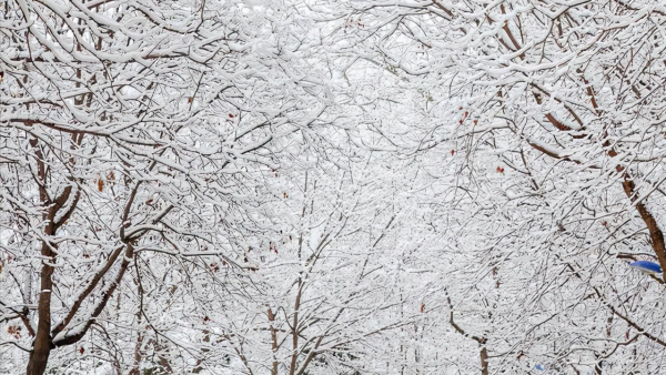 玉淵潭公園正門是哪個門?冬季櫻花更勝春光,還有臘梅和霧凇奇觀 玉淵潭公園正門是哪個門?冬季櫻花更勝春光,還有臘梅和霧凇奇觀
