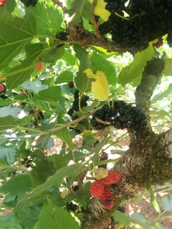 潭淵水悠,溪清水綠!歡喜瀰漫著迦甸嵐的每一個角落 潭淵水悠,溪清水綠!歡喜瀰漫著迦甸嵐的每一個角落