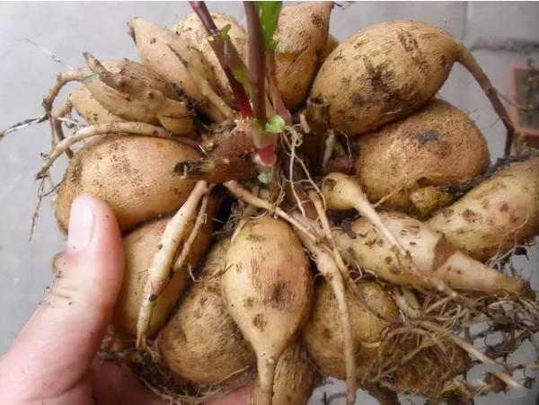 九種洋氣花，名字很“難聽”，建議別嫌棄，養好了也能美出天際