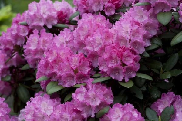 加拿大一杜鵑花樹成網紅，被譽為&OpenCurlyDoubleQuote;全世界最美的杜鵑花&rdquo;