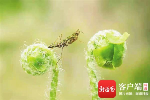 海南週刊 | 雨林“鬥”舞者：海南疣螈、麗擬絲蟌、海南角螳……