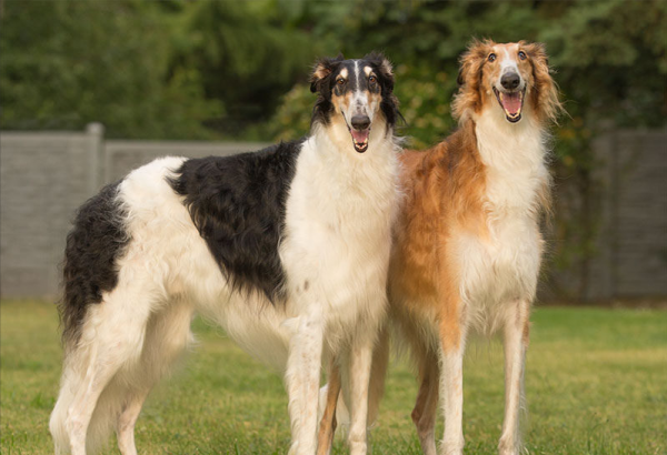 “學渣狗”榜單，你家狗也在其中？