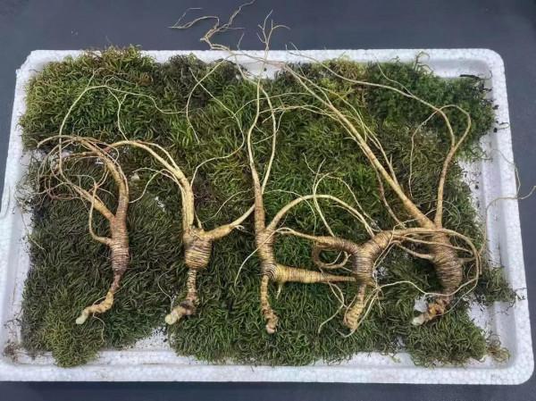 人參 小飛籽兒 人參 小飛籽兒