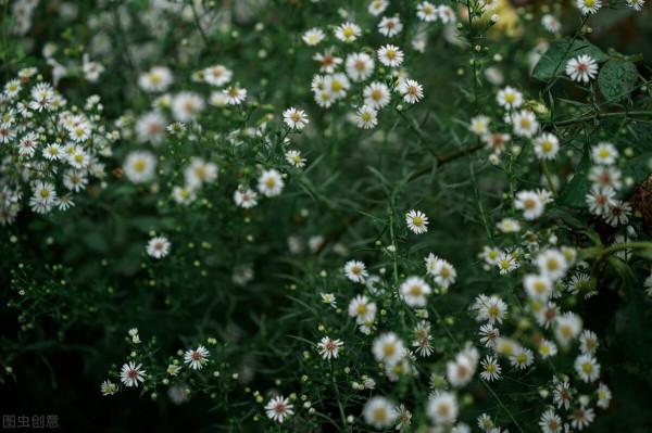 久等了!冬日滿天星技巧,讓你收穫一片花海 久等了!冬日滿天星技巧,讓你收穫一片花海
