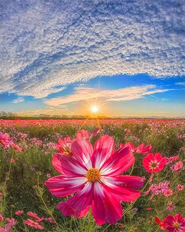 分享：五彩斑斕，千姿百態的花海，視覺盛宴，像仙境一般美麗