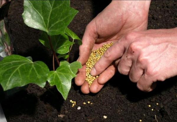 9月份君子蘭甦醒“肚子餓”,這樣來餵它,葉片肥厚也愛竄花箭 9月份君子蘭甦醒“肚子餓”,這樣來餵它,葉片肥厚也愛竄花箭