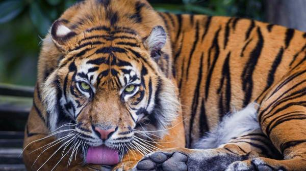 當年放養到非洲大草原的兩隻華南虎，它們後來怎麼樣了？