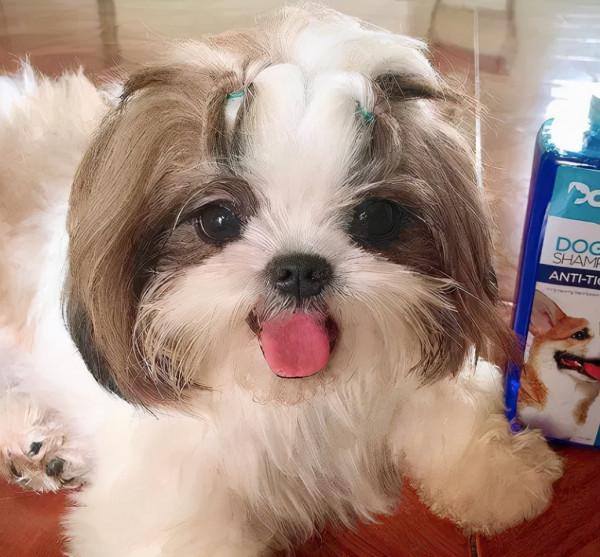 主人曬出家裡狗狗小時候和現在的對比照，全網被萌哭