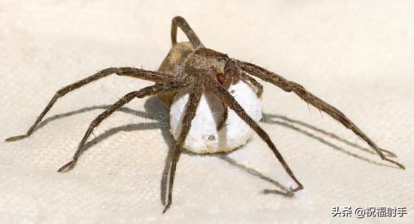 毒蜘蛛-五毒之——蜘蛛毒液,你應該瞭解的毒性知識(一)習性篇 毒蜘蛛-五毒之——蜘蛛毒液,你應該瞭解的毒性知識(一)習性篇