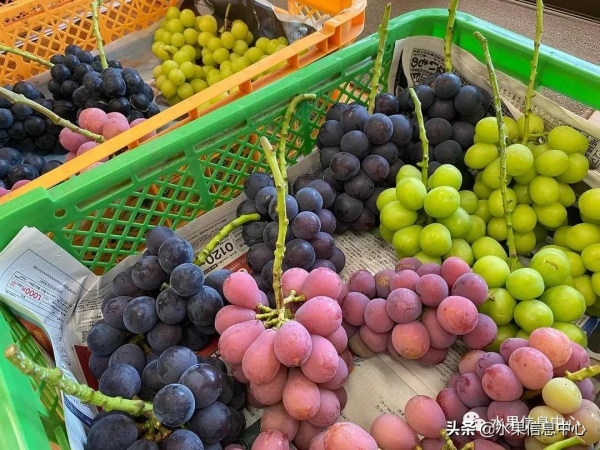 200元1斤,葡萄界中的勞斯萊斯,妮娜皇后究竟如何? 200元1斤,葡萄界中的勞斯萊斯,妮娜皇后究竟如何?