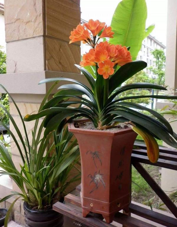 4種“吉利花”，陽光不曬它，養在陰暗處，反而開花開爆盆