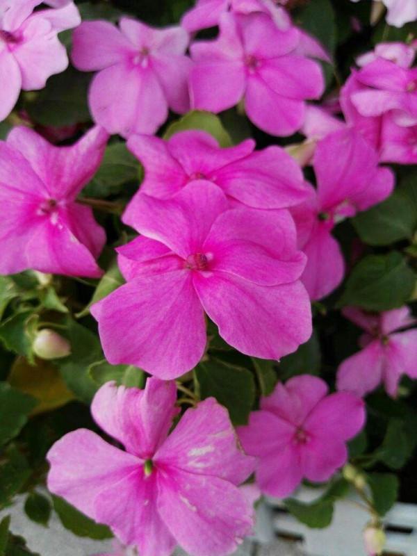 7種“養人花”，能當中草藥，年紀越大越愛養