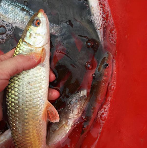 俗稱“野草魚”,過去河中隨便抓,如今野生少見,運氣好才能吃到 俗稱“野草魚”,過去河中隨便抓,如今野生少見,運氣好才能吃到