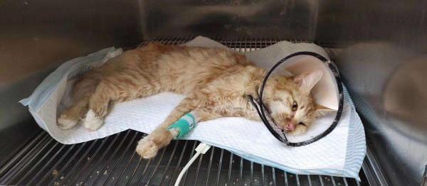 貓瘟爆發讓鏟屎官很恐慌？沒必要，只要做好這4點預防工作