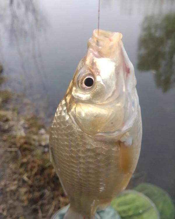 野釣鯽魚出現這些現象，說明釣得太鈍了，可從三個方面調整