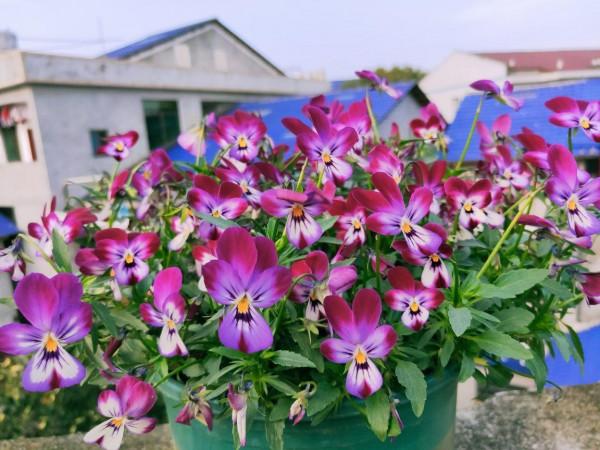 9種漂亮花,越冷越要曬太陽,控水薄肥,才能開得“奼紫嫣紅” 9種漂亮花,越冷越要曬太陽,控水薄肥,才能開得“奼紫嫣紅”