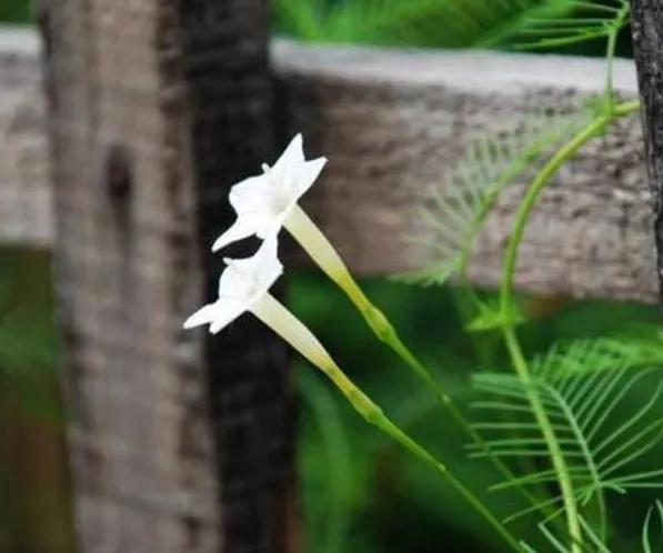 百花齊放的屍魂界,說說《死神》漫畫中以“植物”來命名的斬魄刀 百花齊放的屍魂界,說說《死神》漫畫中以“植物”來命名的斬魄刀