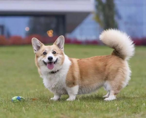 狗狗品種介紹大全！我們應該怎麼挑選適合自己的狗狗？