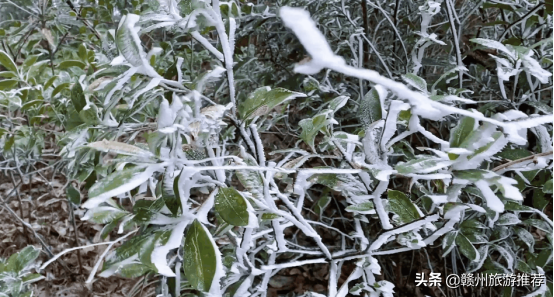 絕美！從晉朝走來的青蓮古寺，霧凇美景出現，又再次驚豔了世人