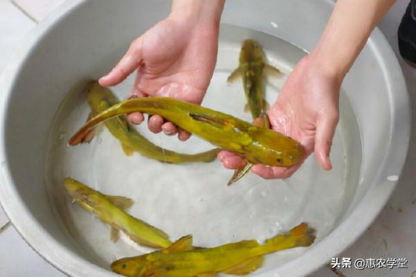 黃河這種珍稀魚類，野生數量少，酷似黃顙魚，被稱為“牛尾巴”