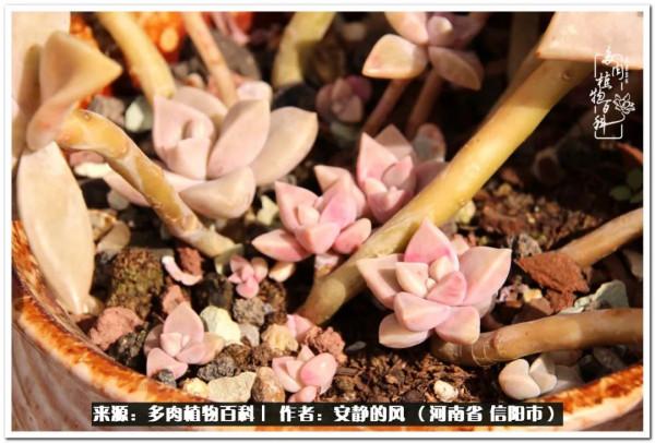 陽臺多肉黨的幸福生活 陽臺多肉黨的幸福生活