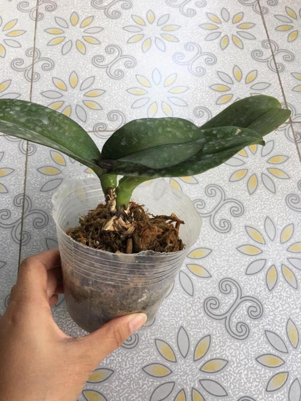 蝴蝶蘭中的花堅強 蝴蝶蘭中的花堅強