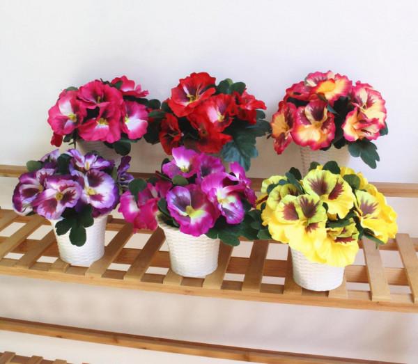 學會三色堇的種植方法，養出一院子的“彩虹花”，指日可待