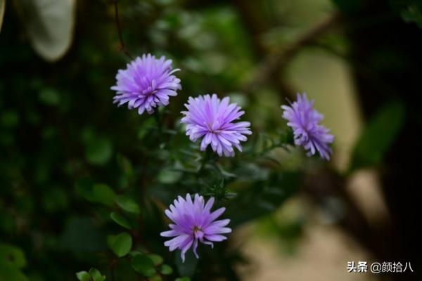 扶不起的荷蘭菊,還是趴著好了|園丁 扶不起的荷蘭菊,還是趴著好了|園丁