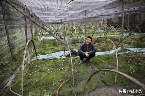 陝西32歲小夥紮根秦嶺深山,種了10多年靈芝,25畝一年淨掙百萬 陝西32歲小夥紮根秦嶺深山,種了10多年靈芝,25畝一年淨掙百萬