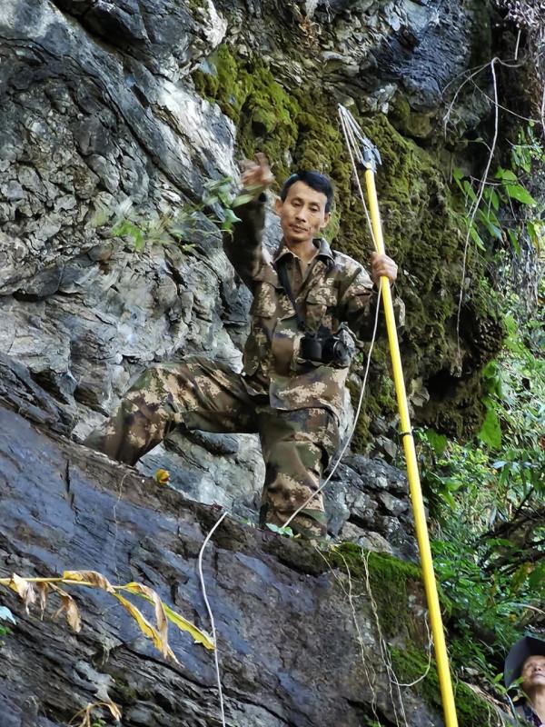 黃腰響蜜鴷現雲南!種群之大國內罕見,“義兄義妹”都會被它刺死 黃腰響蜜鴷現雲南!種群之大國內罕見,“義兄義妹”都會被它刺死