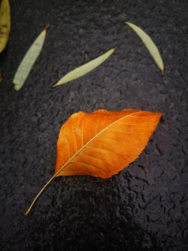 遺落的優雅~華為p20pro手機行攝篇二