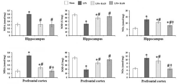 大腦炎症退認知，消炎還得看迷迭香酸