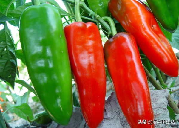 數九寒天別總吃大魚大肉,這6款鹼性食物要常吃,溫暖過冬身體好 數九寒天別總吃大魚大肉,這6款鹼性食物要常吃,溫暖過冬身體好